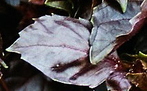 Basilikum-Blätter in einem fast schwärzlichen Violett